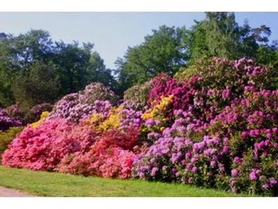 Rhododendronparkfest Graal-Müritz