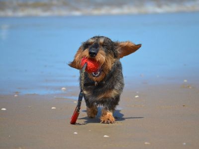 Hundestrand Lubmin | pixabay.com