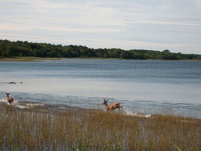 Rotwild am Ufer des Rederangsees | © M. Fuhrmann