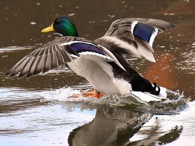 Ente | © pixabay