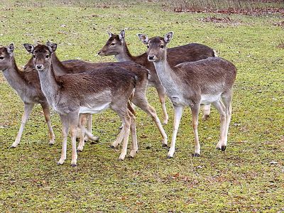 Rehe | © pixabay