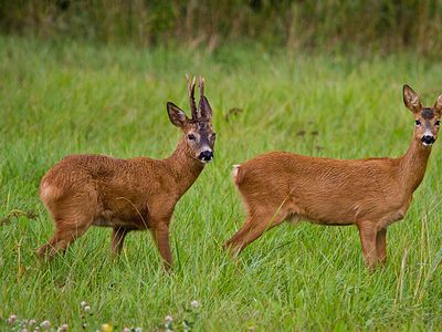 Rehe | © pixabay