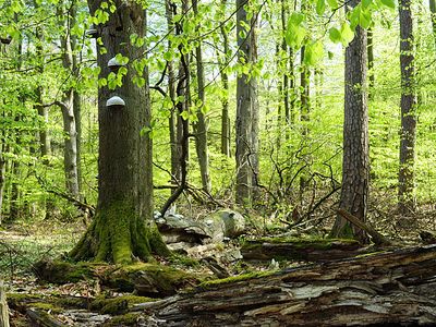Welterbe Alte Buchenwälder | © B. Lüthi Herrmann