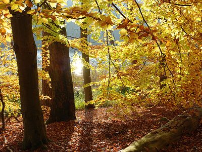 Schweingartensee | © U. Meßner