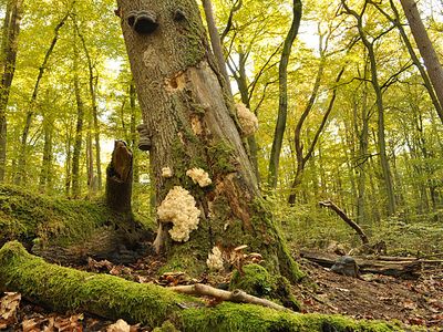 Welterbe Alte Buchenwälder | © B. Lüthi Herrmann