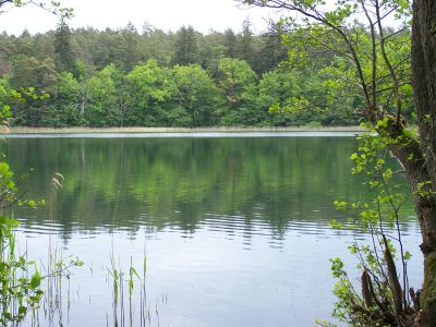Bornsee im Müritz-Nationalpark | © mvp.de - JP