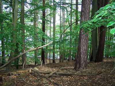 Wald am Trinnensee | © mvp.de - JP