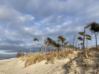Windflüchter am Weststrand | © Katrin Bärwald