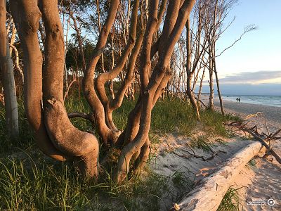 Buchen am Weststrand | © Katrin Bärwald