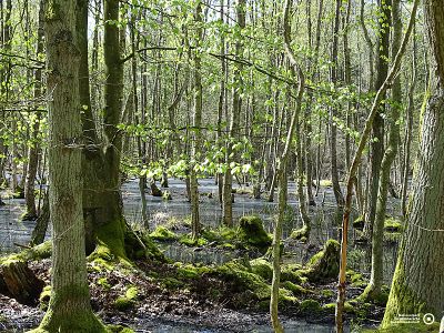 Frlühling im Osterwald | © Juliane Gehrt
