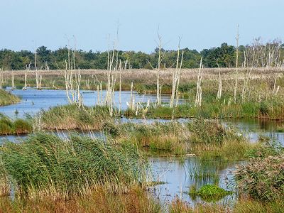Sundische Wiese Zingst | © Lucia Zust