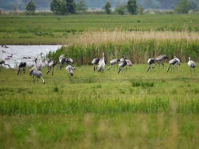 Vogelschutzinsel Kirr & Kranichparadies