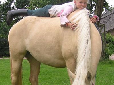 Reitanlage Biohof Donst