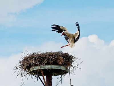 Pfingsten an der Peene