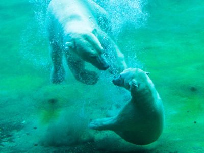 Rostocker Zoo (Zoologischer Garten)
