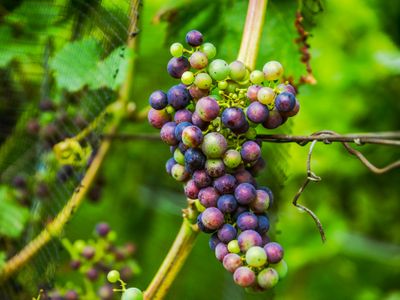 Weingut Schloss Rattey | © Weingut Schloss Rattey | Inselmühle Usedom GmbH
