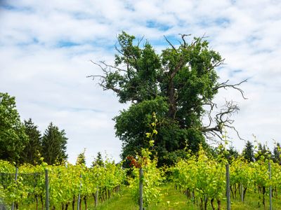 Weingut Schloss Rattey | © Weingut Schloss Rattey | Inselmühle Usedom GmbH