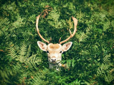 Natur- und Wildwoche in Graal-Müritz | 17. – 24. Oktober 2025 | © Foto von Chris Greenhow auf Unsplash