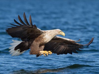 nabu seeadler-klemens-karkow | © Klemens Karkow