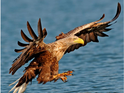 Im Reich des Seeadlers - Eine Radtour durch den Inselnorden | © Seeadler.PNG