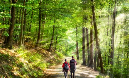Spaziergang im Wald | © eyetronic - stock.adobe.com