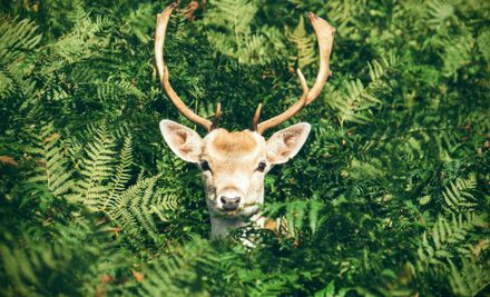 Natur- und Wildwoche in Graal-Müritz | 17. – 24. Oktober 2025 | © Foto von Chris Greenhow auf Unsplash