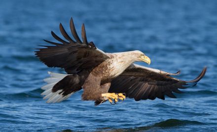 nabu seeadler-klemens-karkow | © Klemens Karkow