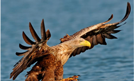 Im Reich des Seeadlers - Eine Radtour durch den Inselnorden | © Seeadler.PNG