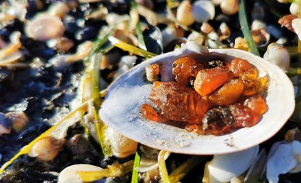 Bernsteinwanderung  | © Bernstein am Strand.jpg