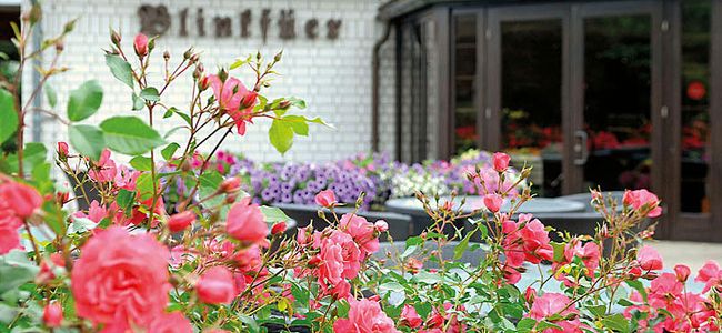 Hotel Blinkfüer - Eingangsbereich mit Rosenbeet