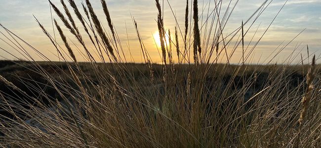 Sonnenuntergang mit Strandgräsern