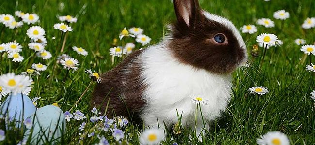 Easter bunny on the meadow