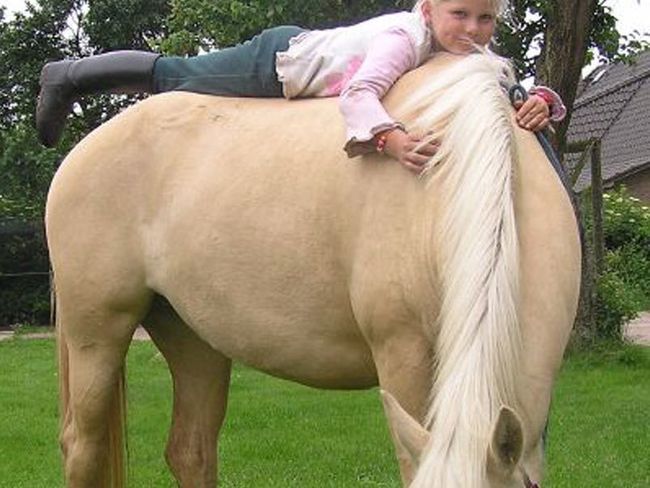 Reitanlage Biohof Donst