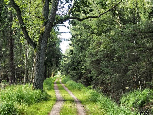 Terrainkurweg: Waldweg