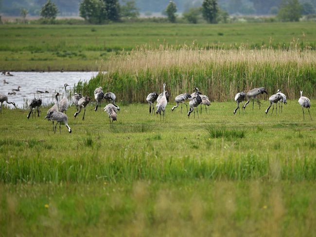 Vogelschutzinsel Kirr & Kranichparadies