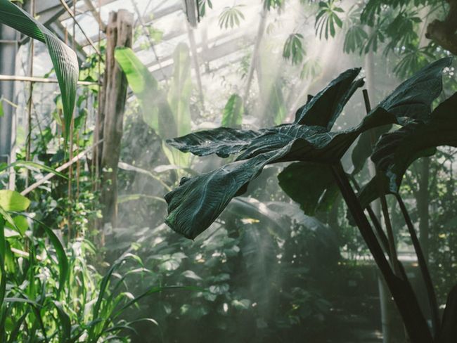 Botanischer Garten und Arboretum der Universität Greifswald