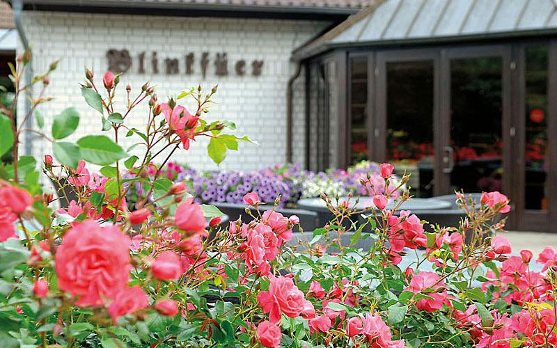 Hotel Blinkfüer - Eingangsbereich mit Rosenbeet