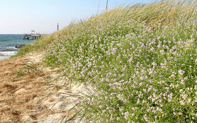 Dünen am Ostseestrand