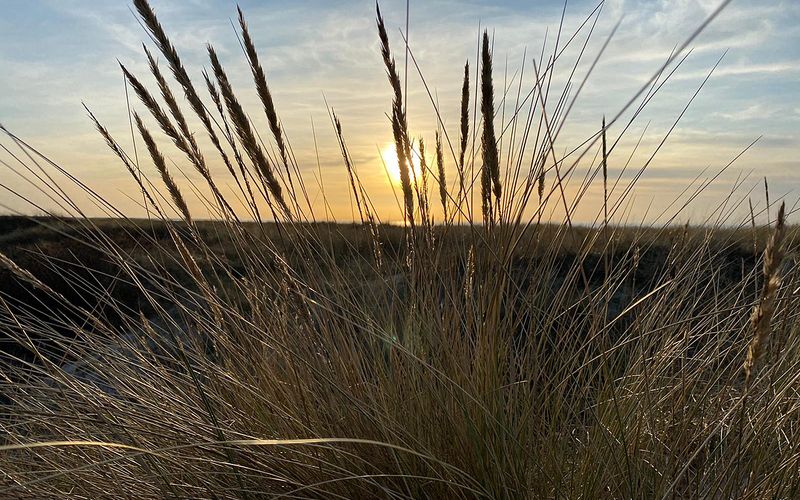 Sonnenuntergang mit Strandgräsern