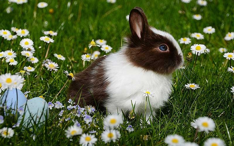 Easter bunny on the meadow