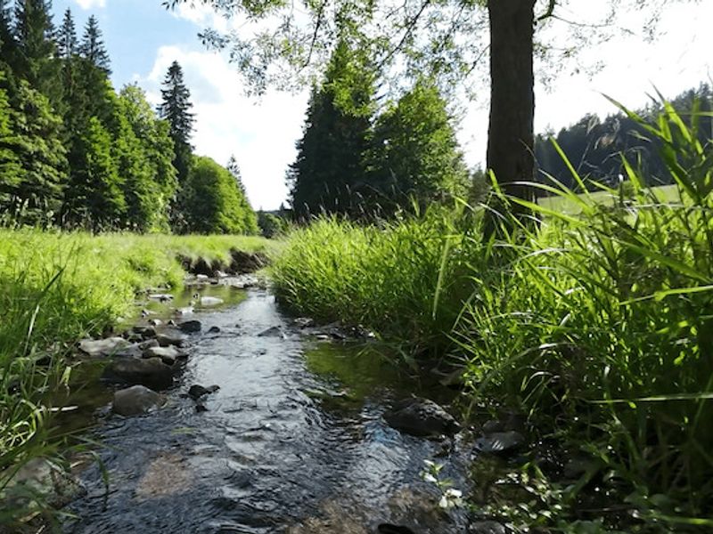 Waldfilm
