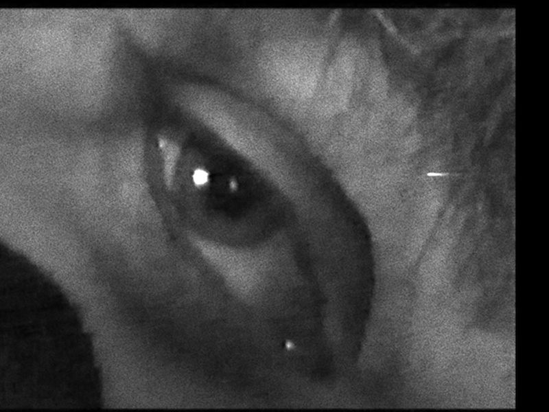 Filmfest