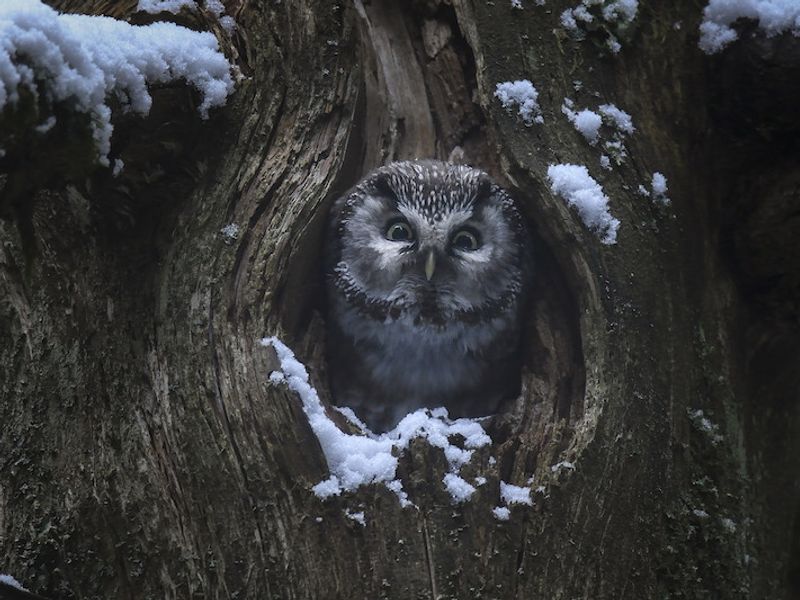 Das Flüstern der Wälder still