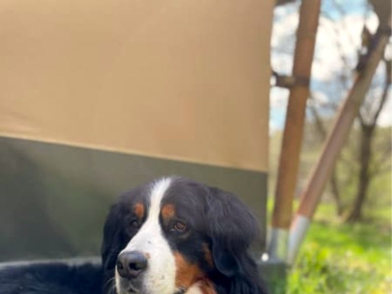 Safarizelt – Camping Drei Spatzen