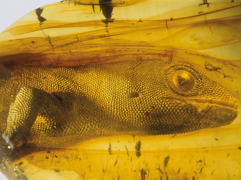 Bernsteinmuseum Fossilien im Bernstein | © Stadt Ribnitz-Damgarten