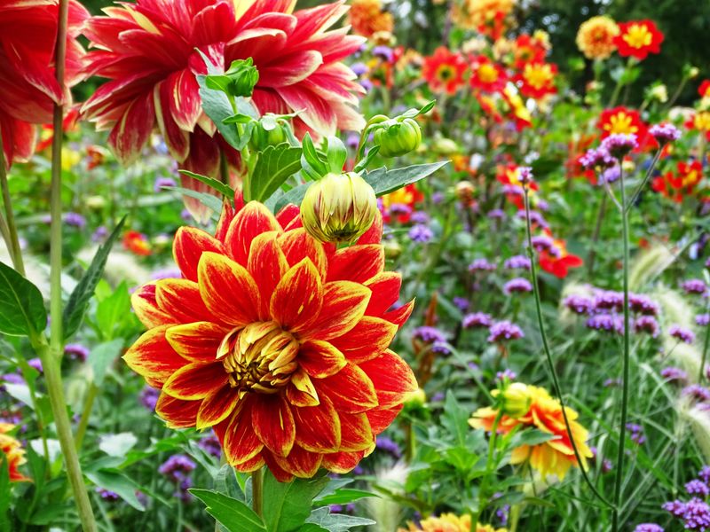Dahlien | ©  Gnter - stock.adobe.com