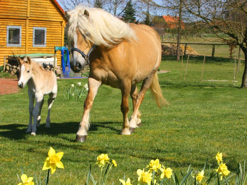 Osterangebot des Kur- und Landhotel Borstel-Treff