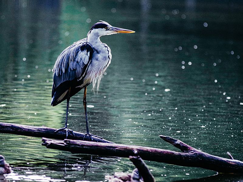 Reiher | © pixabay