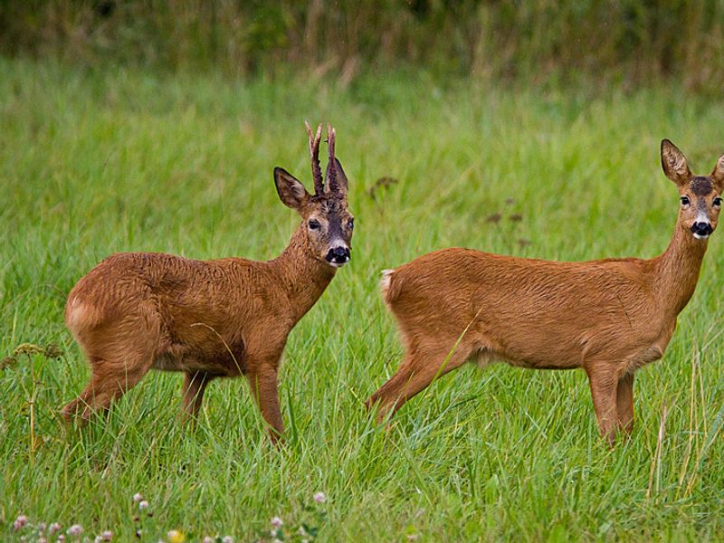 Rehe | © pixabay