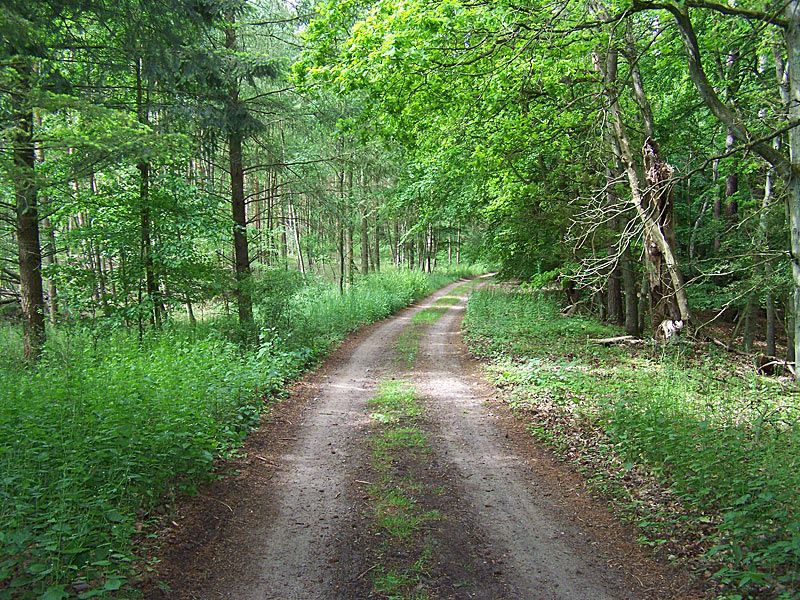 Wanderweg zwischen Bornsee und Mühlensee | © mvp.de - JP
